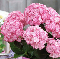 Light Pink Hydrangea Flower seeds for Planting Hardy Variety Heirloom & GMO Free Seeds for Home Garden 
 
 Sale