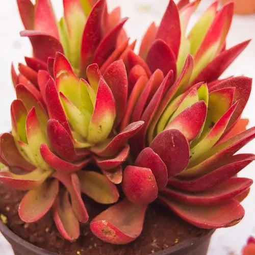 Crassula Flower seeds for Planting - Drought Tolerant, Heirloom & GMO Free Seeds for Home Garden
