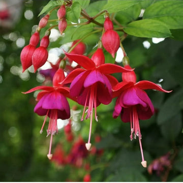 Pink Fuchsia Flower seeds for Planting - Pollinator Friendly, Heirloom & GMO Free Seeds for Home Garden