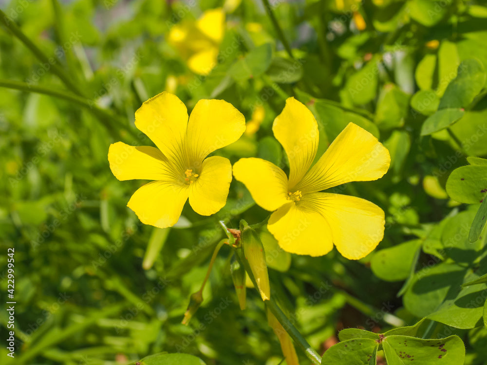 Yellow Bermuda Buttercup Flower seeds for Planting - Hardy Variety, Heirloom & GMO Free Seeds for Home Garden