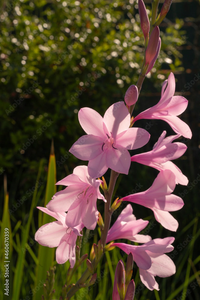Watsonia Borbonica Flower seeds for Planting Wildflower Mix Heirloom & GMO Free Seeds for Home Garden
