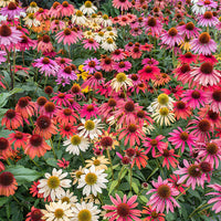 Mixed ConeFlower seeds for Planting - Low Maintenance, Heirloom & GMO Free Seeds for Home Garden