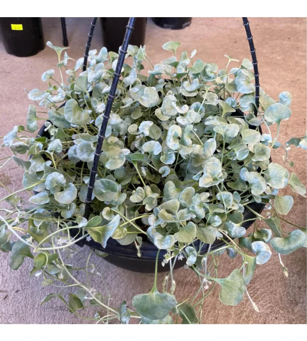 Heirloom Dichondra Flower seeds for Planting Vibrant Colors Heirloom & GMO Free Seeds for Home Garden