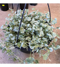 Heirloom Dichondra Flower seeds for Planting Vibrant Colors Heirloom & GMO Free Seeds for Home Garden