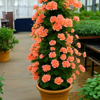 Mixed Climbing Geranium Seeds for Planting, Heirloom Non-GMO Flowers for Home Garden