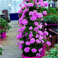 Mixed Climbing Geranium Seeds for Planting, Heirloom Non-GMO Flowers for Home Garden