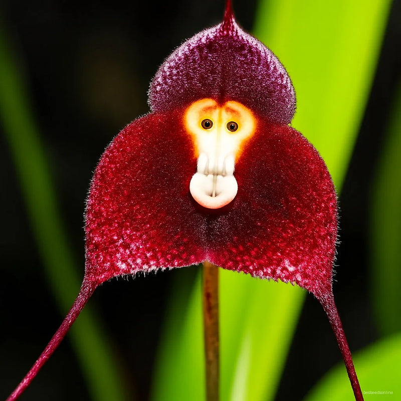 Red Monkey Face Flower seeds for Planting - Premium Quality, Heirloom & GMO Free Seeds for Home Garden