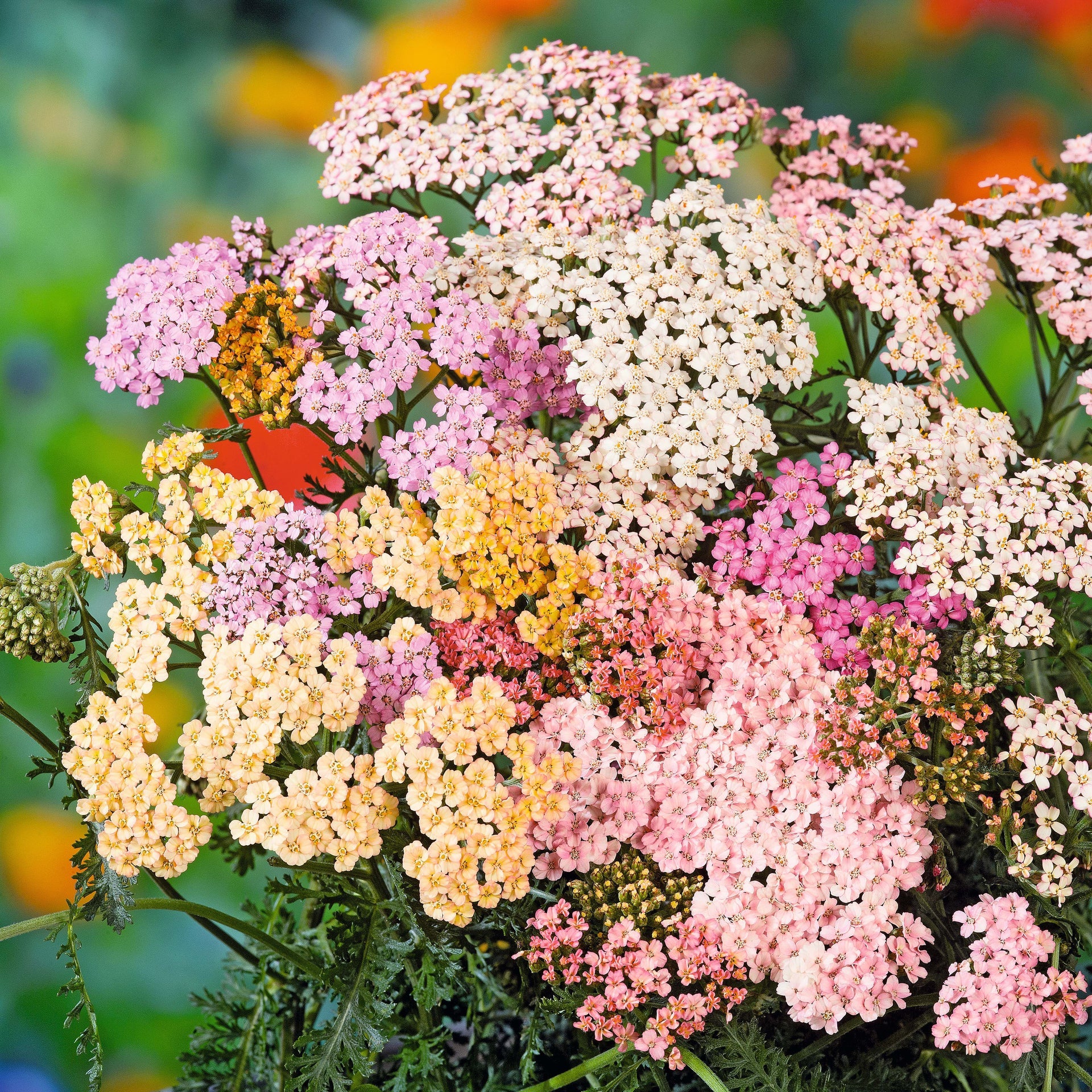 Mixed Achillea Flower seeds for Planting - Shade Tolerant, Heirloom & GMO Free Seeds for Home Garden