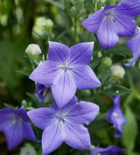 Balloon Goluboy Flower seeds for Planting Premium Quality Heirloom & GMO Free Seeds for Home Garden