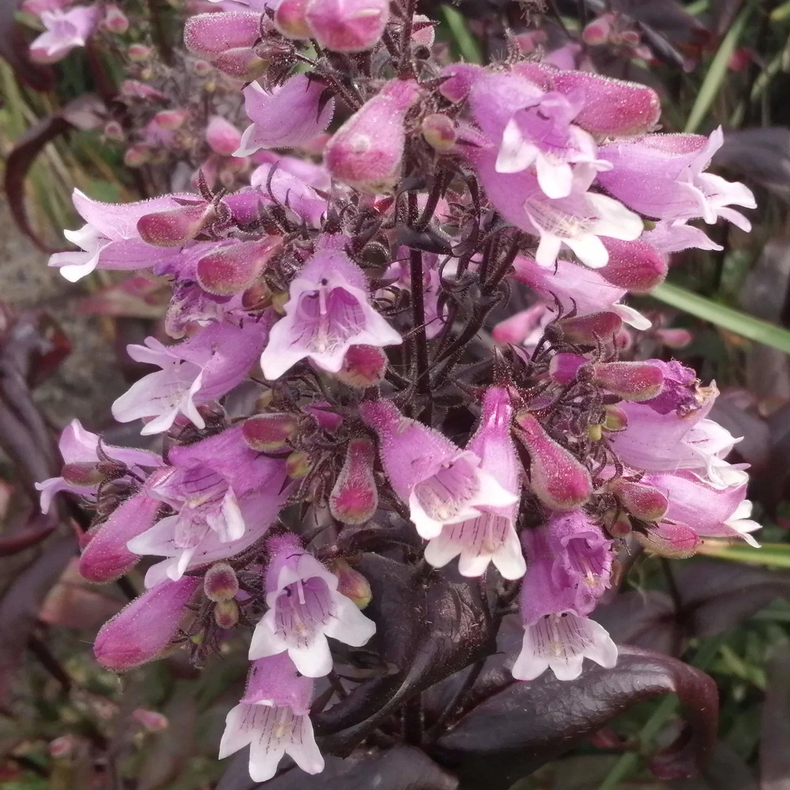 Violet Penstemon Flower seeds for Planting - Hardy Variety, Heirloom & GMO Free Seeds for Home Garden