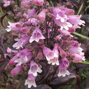 Violet Penstemon Flower seeds for Planting - Hardy Variety, Heirloom & GMO Free Seeds for Home Garden