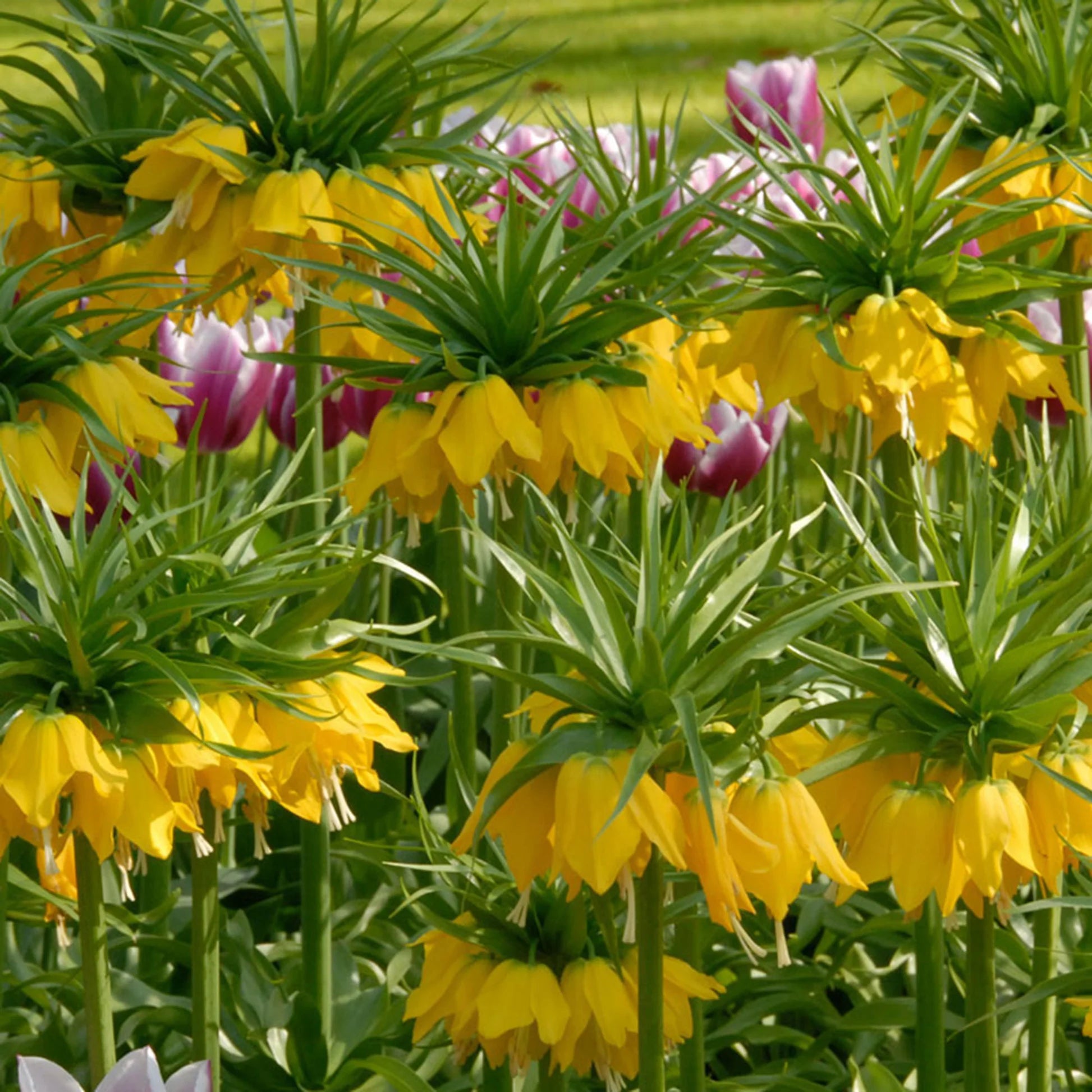 Yellow Imperial Crown Seeds for Stunning Yellow Flowers