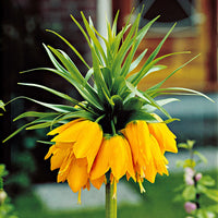 Yellow Imperial Crown Seeds for Stunning Yellow Flowers