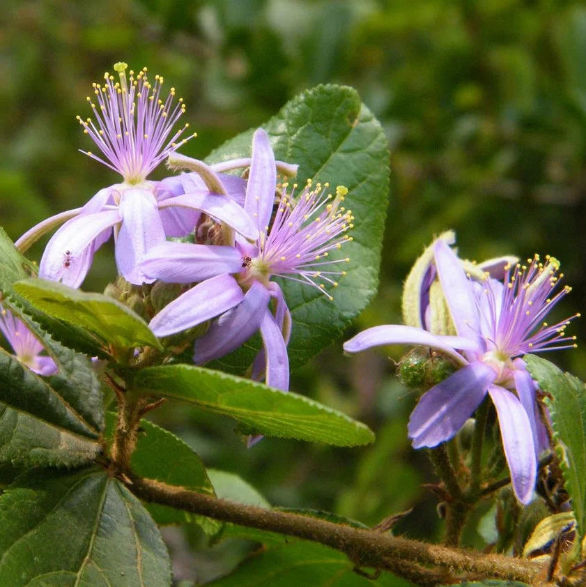 Grewia Flower seeds for Planting - Bright Blooms, Heirloom & GMO Free Seeds for Home Garden