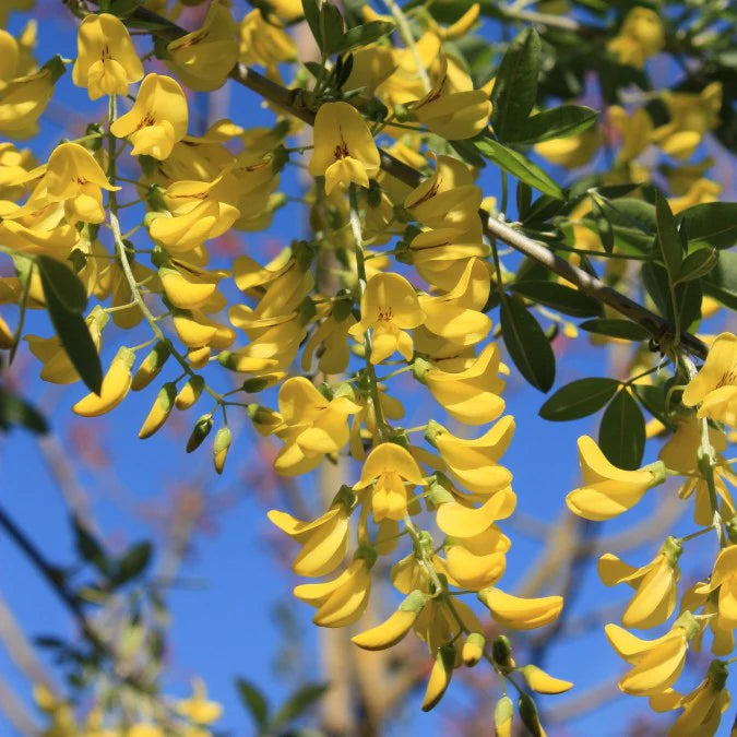 Yellow Anagyroides Flower seeds for Planting - Seasonal Bloomer, Heirloom & GMO Free Seeds for Home Garden