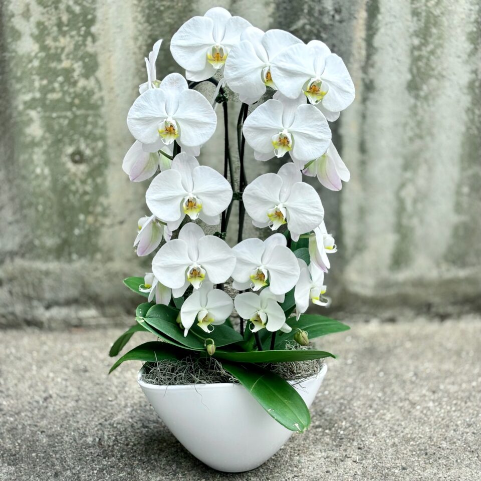 Orchid Flower seeds for Planting Drought Tolerant Heirloom & GMO Free Seeds for Home Garden