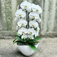 Orchid Flower seeds for Planting Drought Tolerant Heirloom & GMO Free Seeds for Home Garden