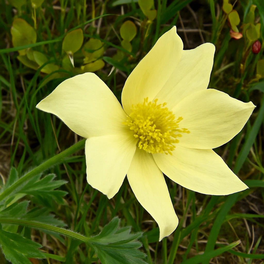 Yellow Anemone Pulsatilla Seeds Flower seeds for Planting Premium Quality Heirloom & GMO Free Seeds for Home Garden