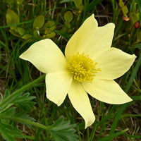 Yellow Anemone Pulsatilla Seeds Flower seeds for Planting Premium Quality Heirloom & GMO Free Seeds for Home Garden