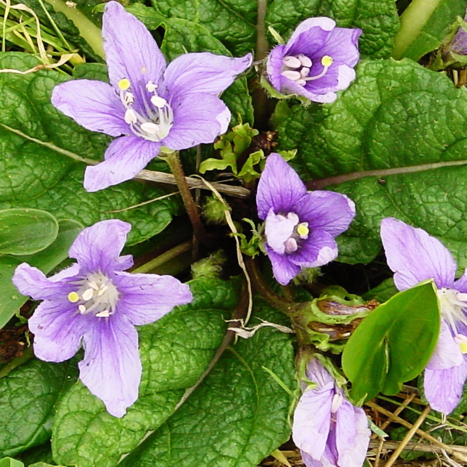 Mandrake Flower seeds for Planting - Drought Tolerant, Heirloom & GMO Free Seeds for Home Garden