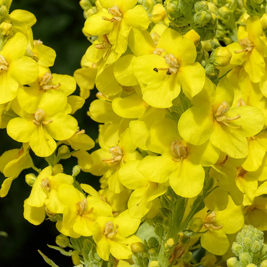 Yellow Verbascum Thapsus Flower seeds for Planting - Seasonal Bloomer, Heirloom & GMO Free Seeds for Home Garden