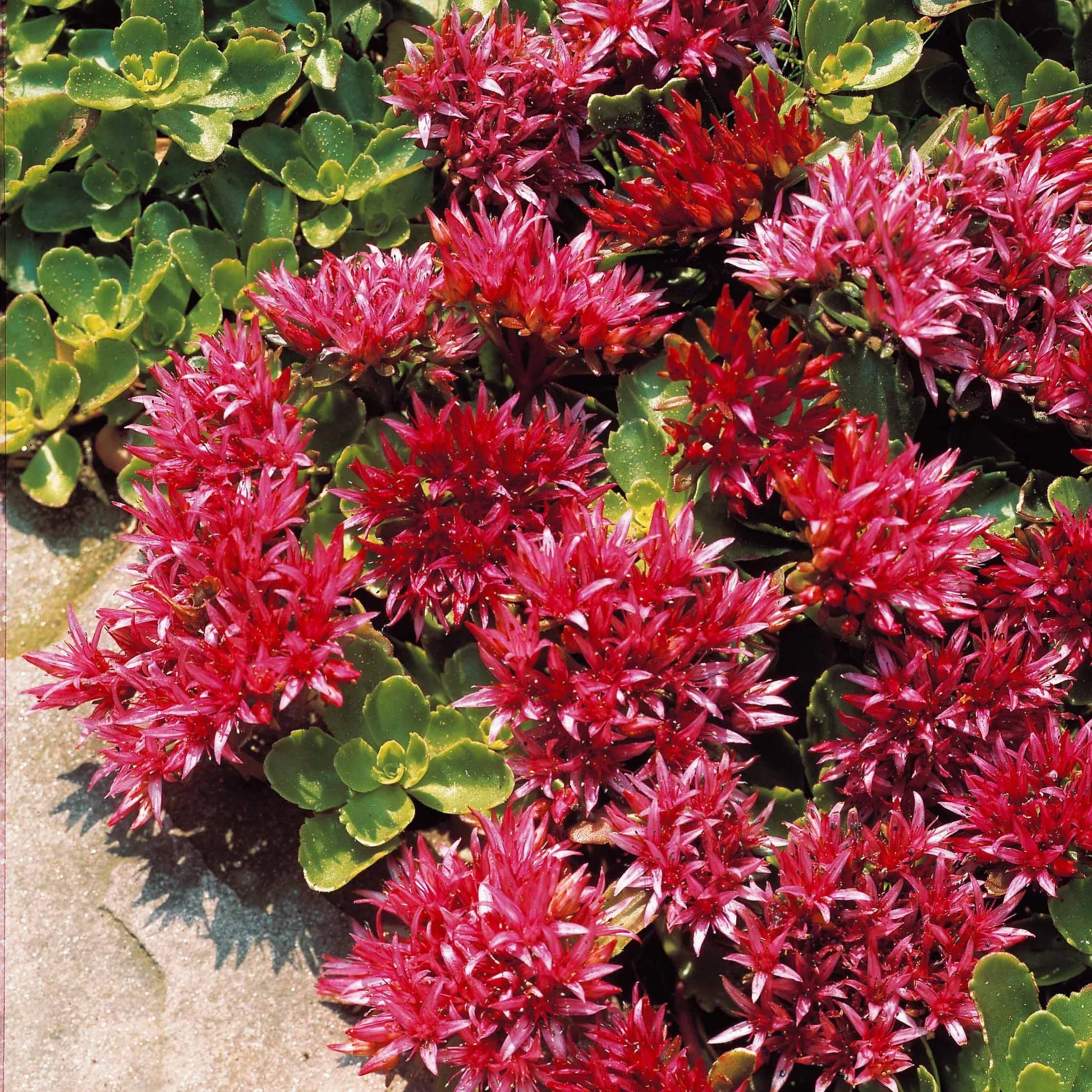 Purple Sedum Flower seeds for Planting Cottage Garden Essential Heirloom & GMO Free Seeds for Home Garden
 
 Sale