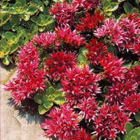 Purple Sedum Flower seeds for Planting Cottage Garden Essential Heirloom & GMO Free Seeds for Home Garden
 
 Sale