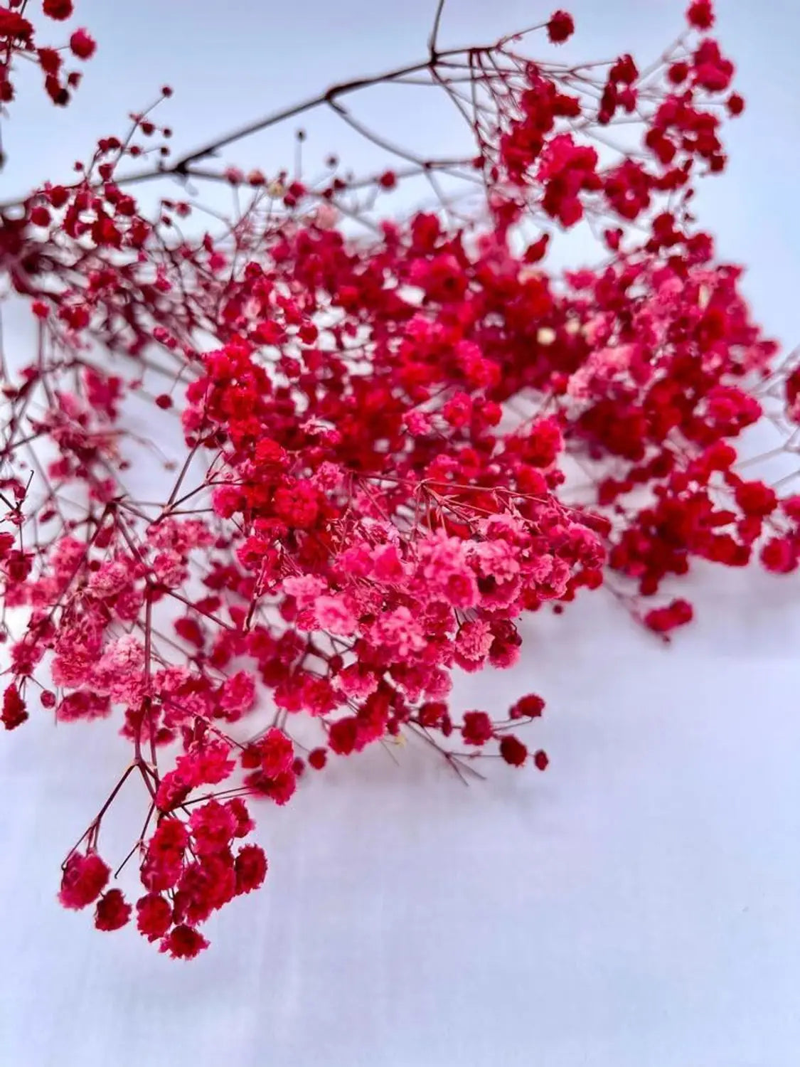 Dark Red Gypsophila Flower Seeds for Planting Garden Favorite Heirloom & GMO Free Seeds for Home Garden
 
 Sale