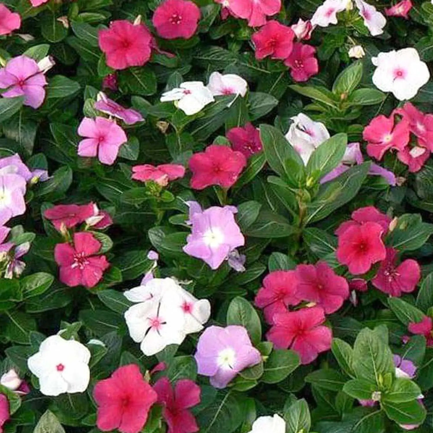 Mixed Madagascar Flower seeds for Planting - Pollinator Friendly, Heirloom & GMO Free Seeds for Home Garden