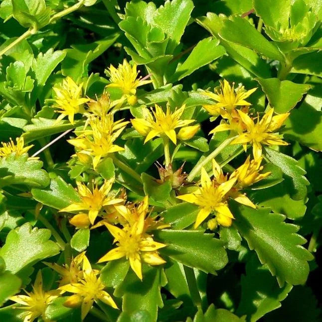 Yellow Sedum Flower seeds for Planting Long Bloom Season Heirloom & GMO Free Seeds for Home Garden