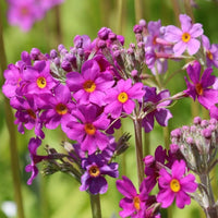 Candelabra Primrose Primula denticulata Seeds for Planting in Flower Bed