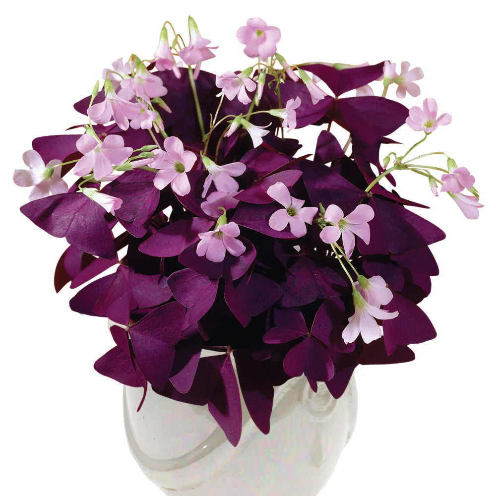 Oxalis Flower seeds for Planting - Bright Blooms, Heirloom & GMO Free Seeds for Home Garden