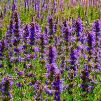 Blue Hyssopus Officinalis Flower seeds for Planting - Colorful Display, Heirloom & GMO Free Seeds for Home Garden