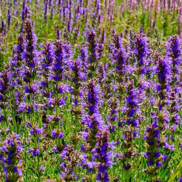 Blue Hyssopus Officinalis Flower seeds for Planting - Colorful Display, Heirloom & GMO Free Seeds for Home Garden