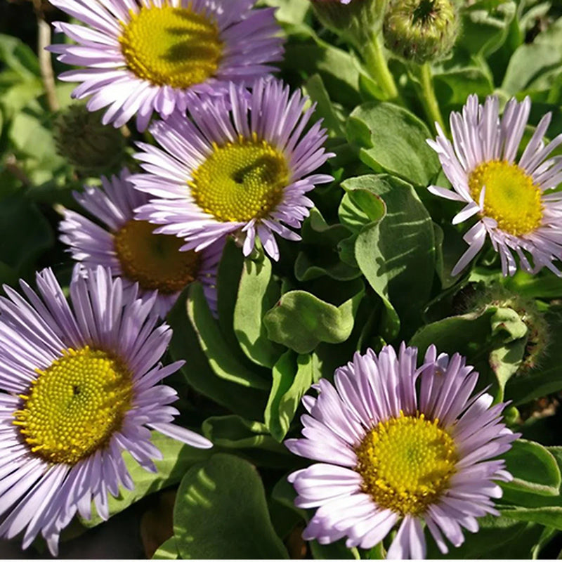 Violet Erigeron Flower Seeds for Easy Planting