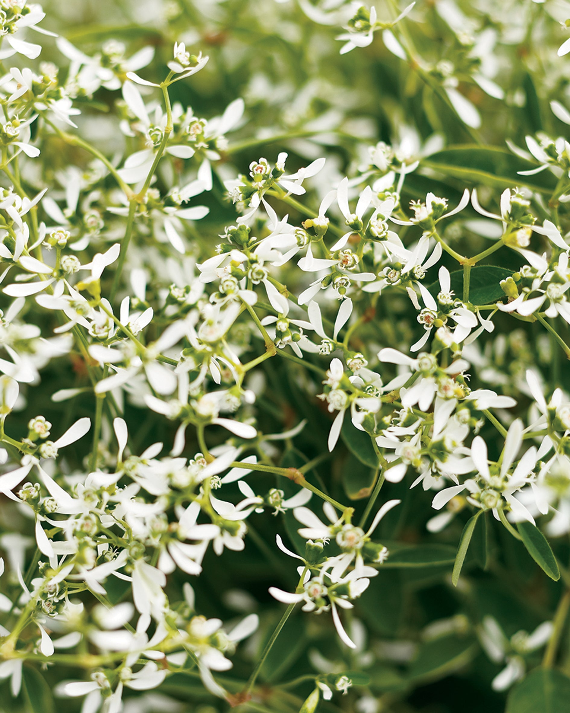 Euphorbia Early Snow White Flower seeds for Planting Drought Tolerant Heirloom & GMO Free Seeds for Home Garden 
 
 Sale