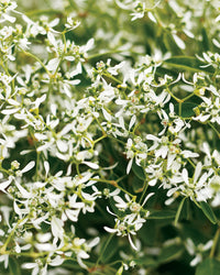 Euphorbia Early Snow White Flower seeds for Planting Drought Tolerant Heirloom & GMO Free Seeds for Home Garden 
 
 Sale