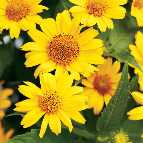 Yellow Heliopsis Flower seeds for Planting Garden Favorite Heirloom & GMO Free Seeds for Home Garden 
 
 Sale