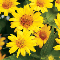 Yellow Heliopsis Flower seeds for Planting Garden Favorite Heirloom & GMO Free Seeds for Home Garden 
 
 Sale