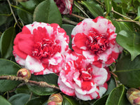 Camellia Red White Flower seeds for Planting - Seasonal Bloomer, Heirloom & GMO Free Seeds for Home Garden