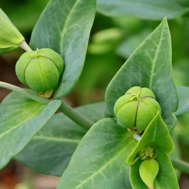 Lathyris Flower seeds for Planting Hardy Variety Heirloom & GMO Free Seeds for Home Garden 
 
 Sale