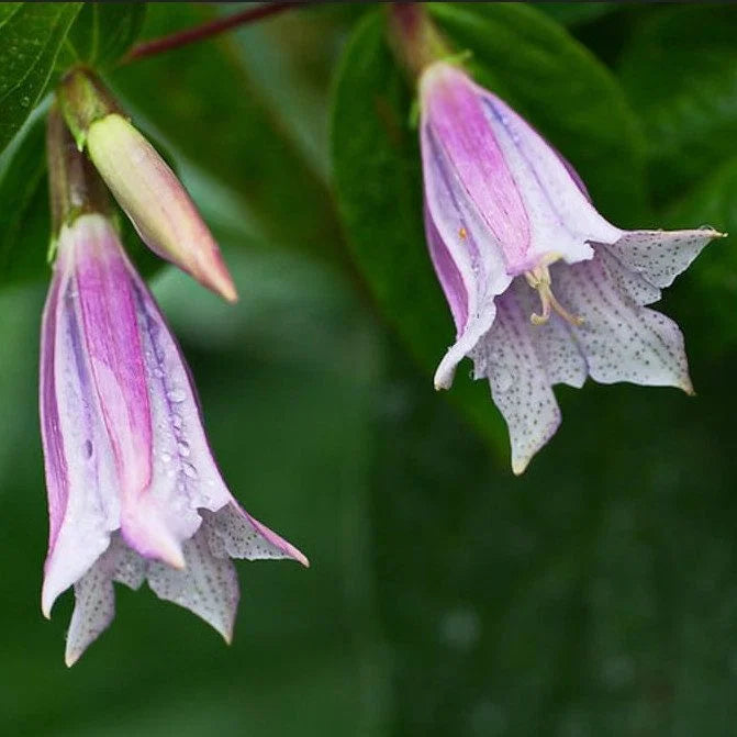 Lavender Gentiana Asclepiadea Flower seeds for Planting - Long Bloom Season, Heirloom & GMO Free Seeds for Home Garden
