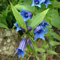 Blue Gentiana Triflora Seeds for Vibrant Planting