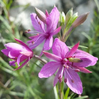 Epilobium Flower seeds for Planting - Bright Blooms, Heirloom & GMO Free Seeds for Home Garden