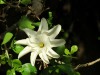 White Volkensii Flower seeds for Planting - Cut Flower Favorite, Heirloom & GMO Free Seeds for Home Garden