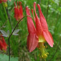 Red Aquilegia Canadensis Flower seeds for Planting - Perfect for Borders, Heirloom & GMO Free Seeds for Home Garden