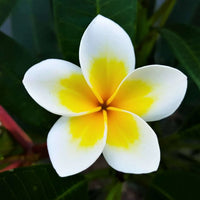 Plumeria Flower seeds for Planting - Long Bloom Season, Heirloom & GMO Free Seeds for Home Garden