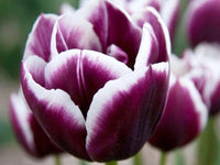 Jackpot Tulip Bulbs Flower seeds for Planting Cottage Garden Essential Heirloom & GMO Free Seeds for Home Garden