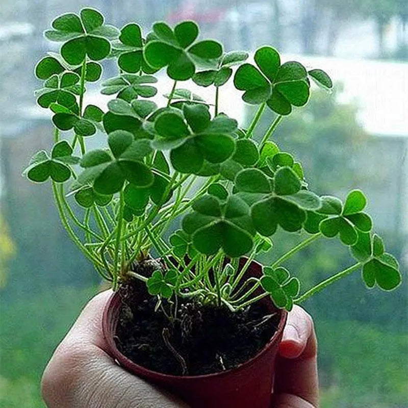 Mini Four Leaf Clover Flower seeds for Planting - Garden Favorite, Heirloom & GMO Free Seeds for Home Garden