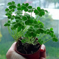 Mini Four Leaf Clover Flower seeds for Planting - Garden Favorite, Heirloom & GMO Free Seeds for Home Garden